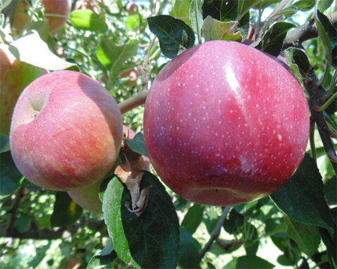 fruitwood_image_unavailable3