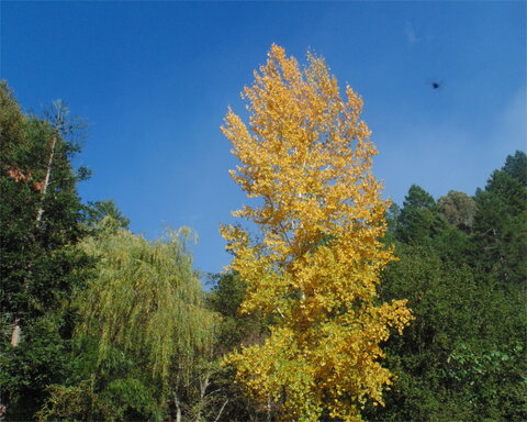 fruitwood_image_unavailable3