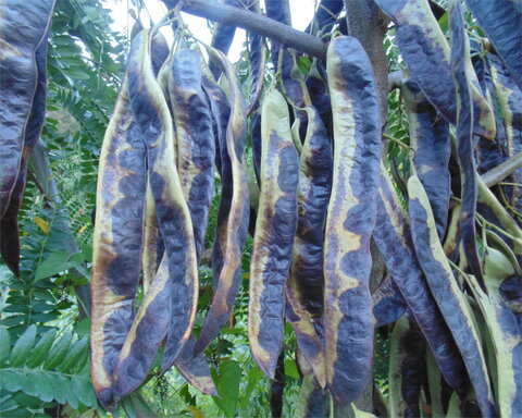 fruitwood_image_unavailable3