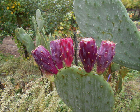 images/stories/virtuemart/category/cacticover