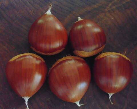 images/stories/virtuemart/category/nuttreescover8