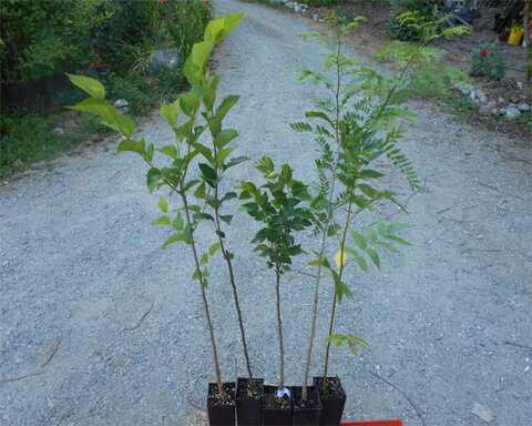 images/stories/virtuemart/category/rootstockcover