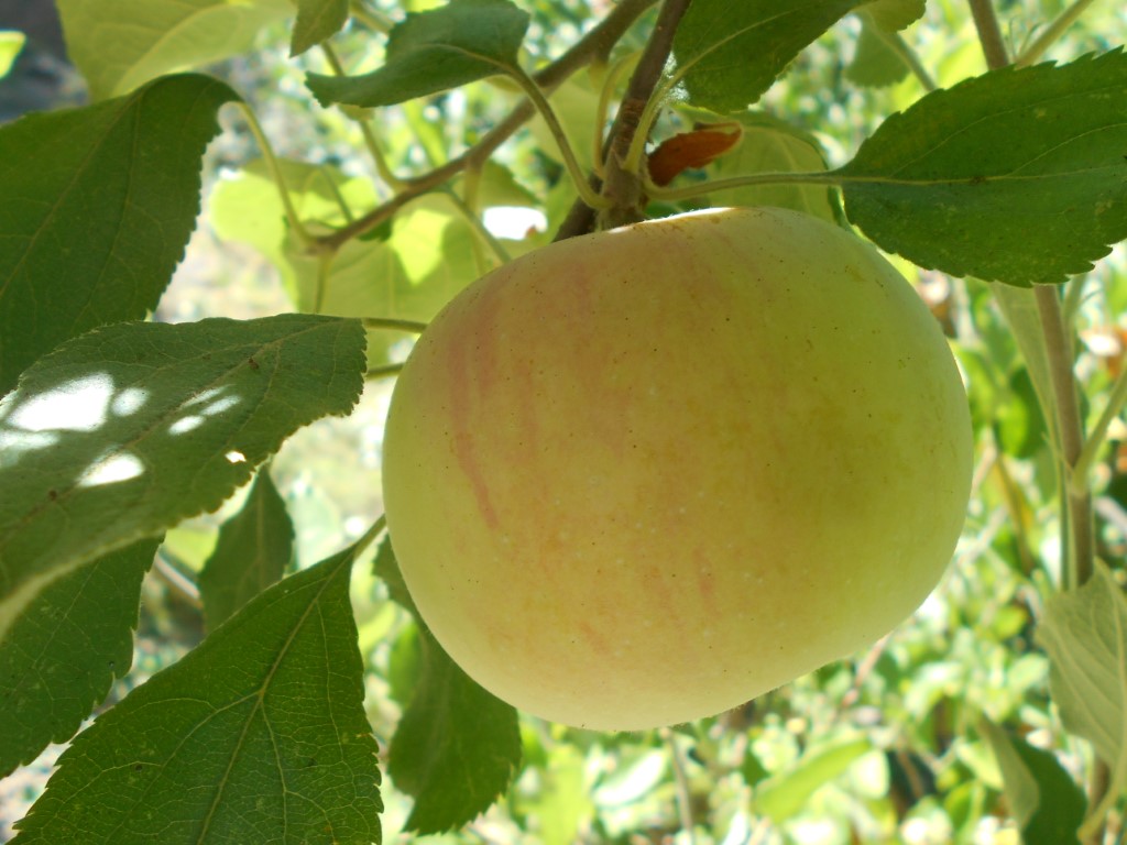 images/stories/virtuemart/product/Fireside