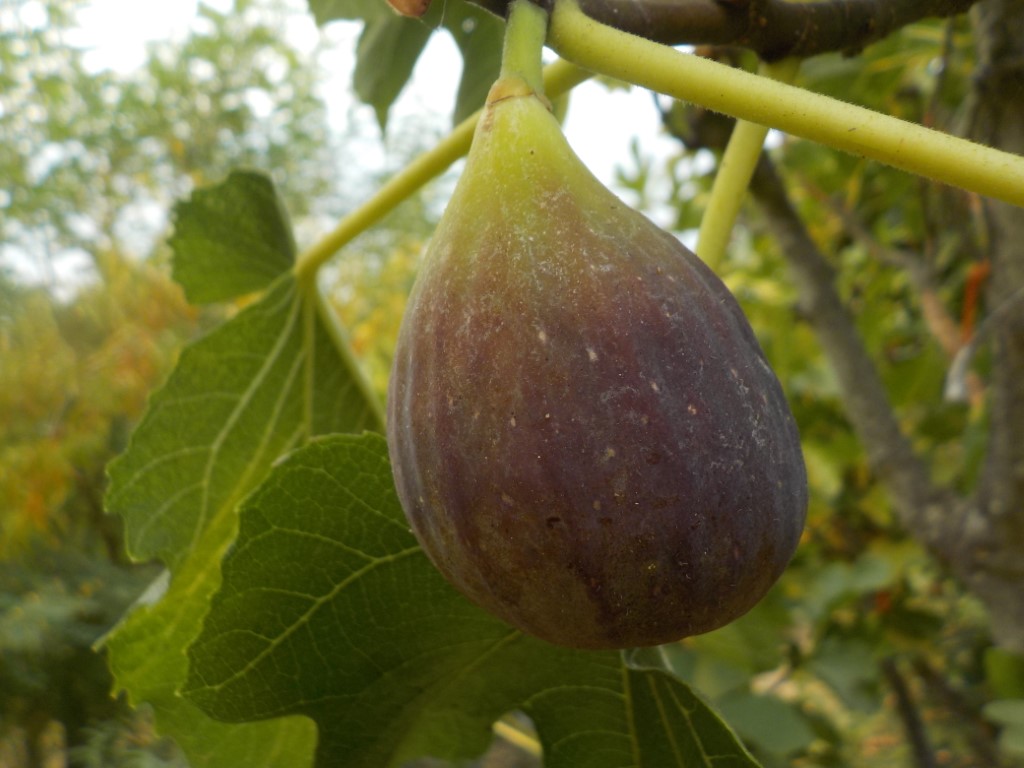 images/stories/virtuemart/product/Flanders