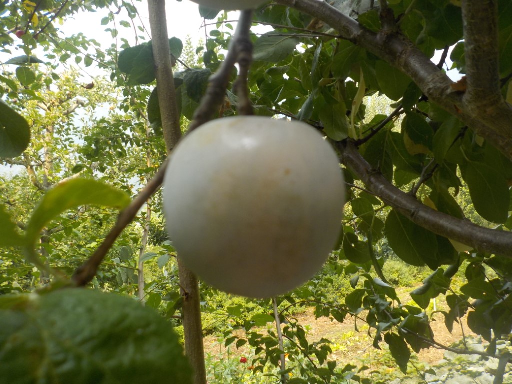 images/stories/virtuemart/product/Greengage