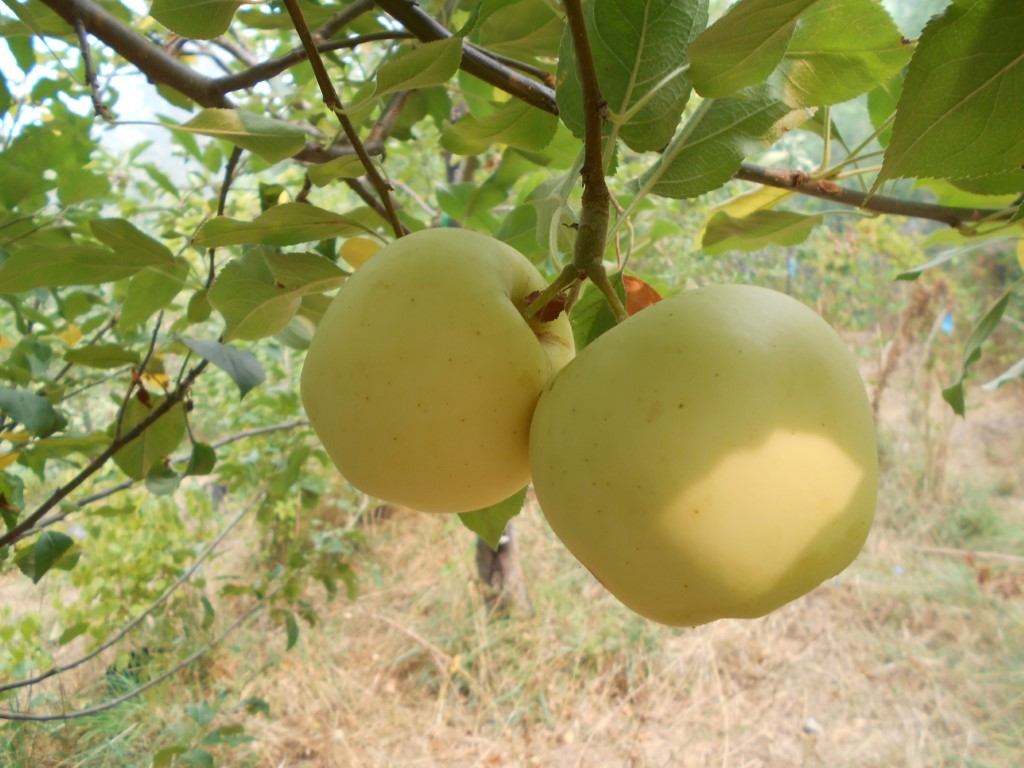 images/stories/virtuemart/product/Hawaii