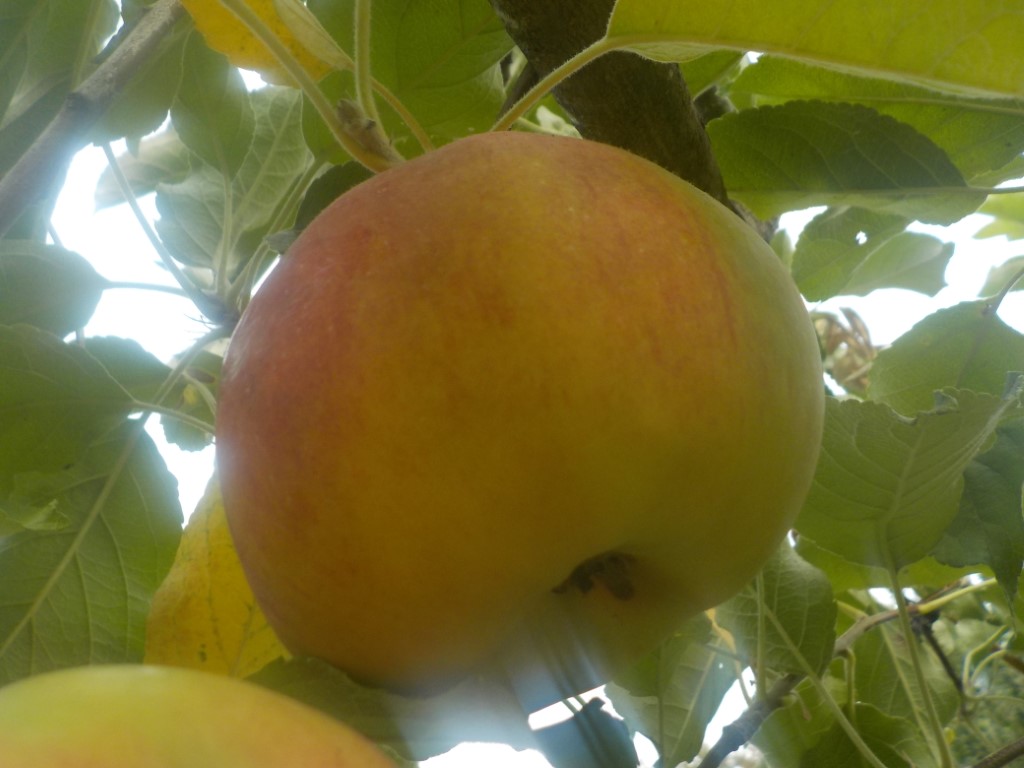 images/stories/virtuemart/product/Idared