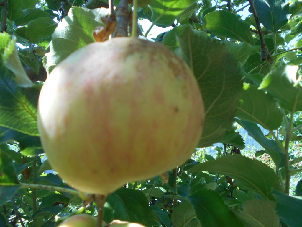 images/stories/virtuemart/product/Jonagold