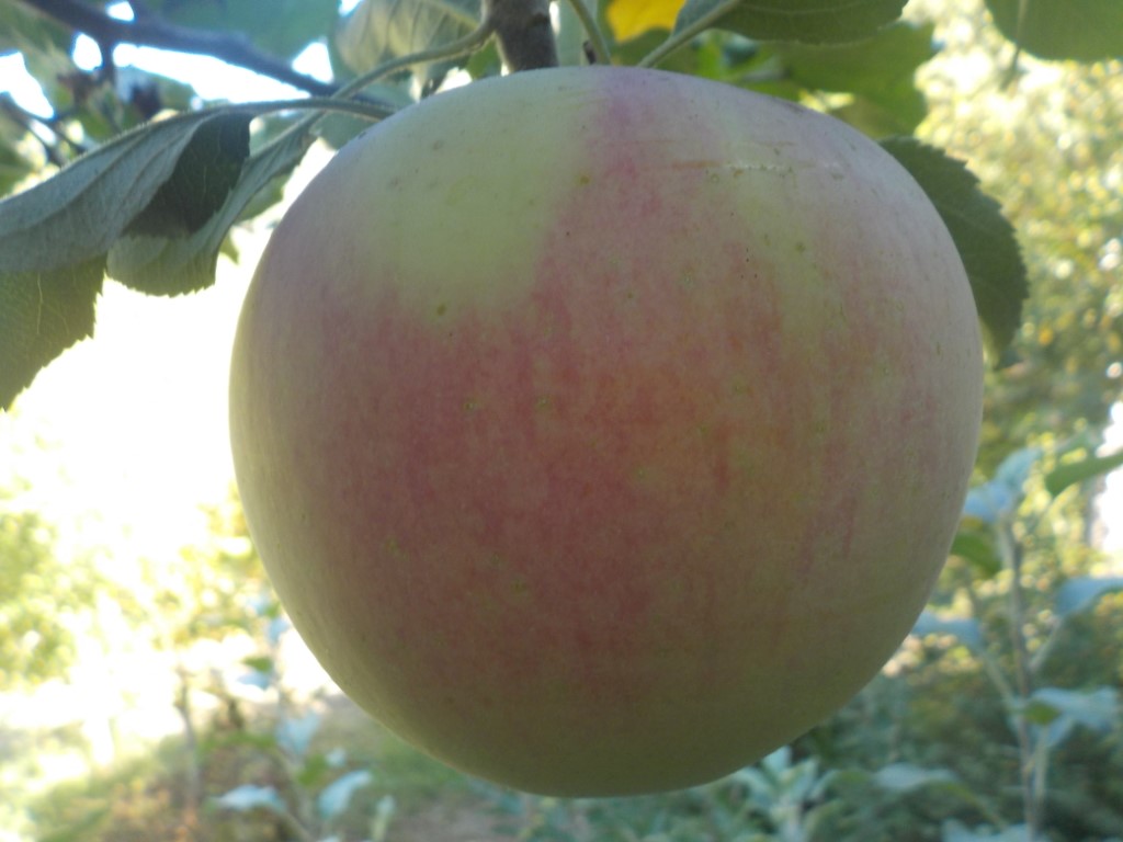 images/stories/virtuemart/product/Melrose