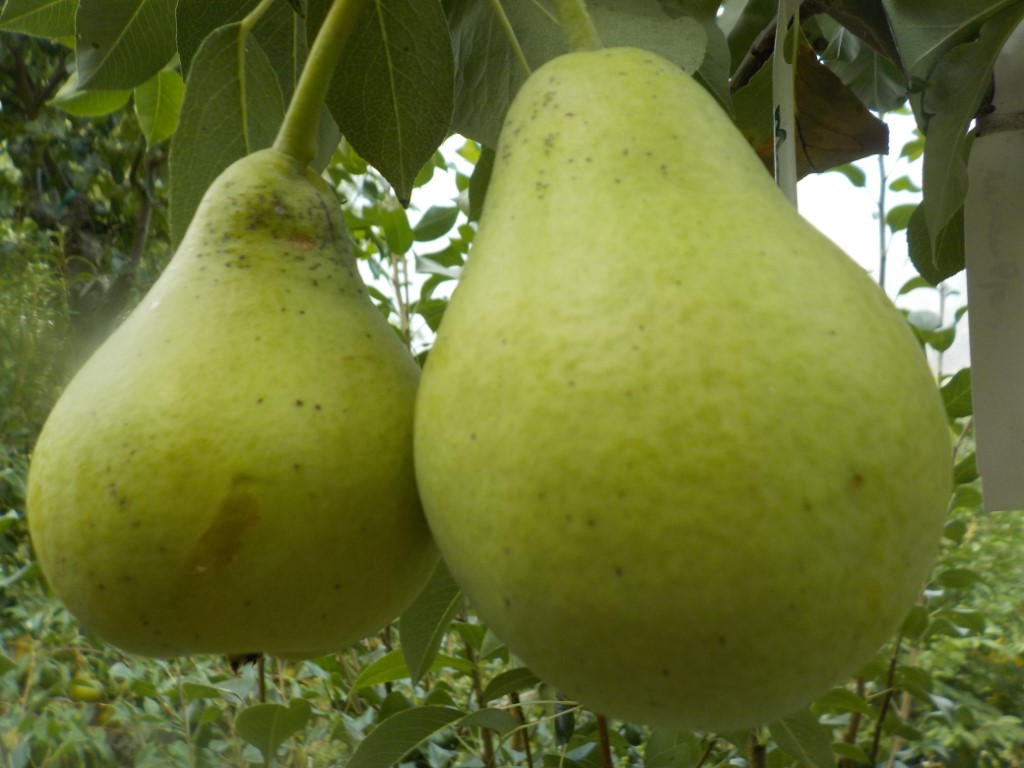 images/stories/virtuemart/product/Moonglow