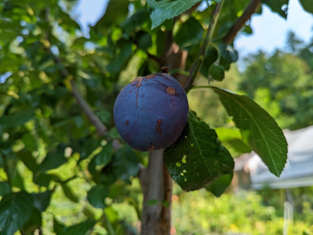 images/stories/virtuemart/product/Damson (2) (Medium)