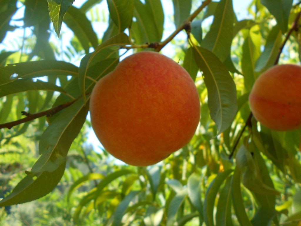 images/stories/virtuemart/product/Redhaven