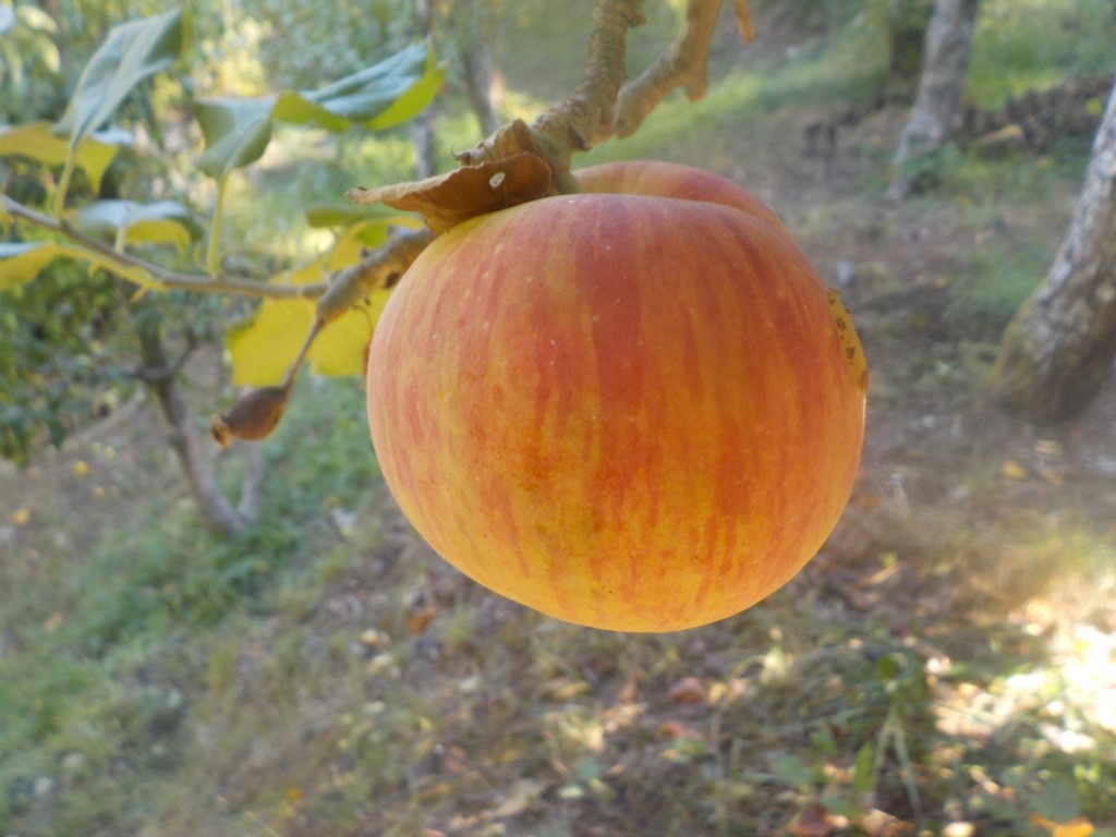 images/stories/virtuemart/product/Snow