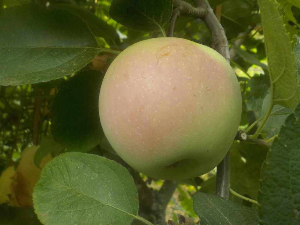 images/stories/virtuemart/product/Spartan