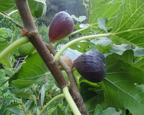 fruitwood_image_unavailable3