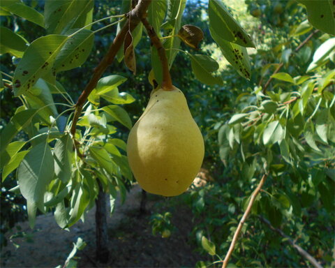 images/stories/virtuemart/product/ClappsFavorite