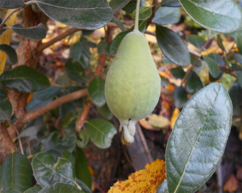 images/stories/virtuemart/product/EdendaleImprovedPG