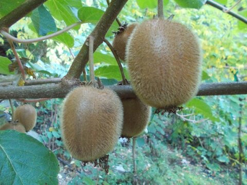 images/stories/virtuemart/product/Forrest