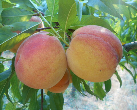 images/stories/virtuemart/product/FortyNiner