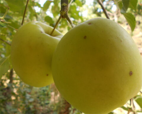 images/stories/virtuemart/product/GoldenDelicious