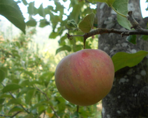 images/stories/virtuemart/product/Lobo