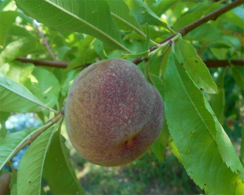 images/stories/virtuemart/product/NewZealandBlack