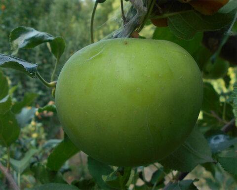 images/stories/virtuemart/product/NorthwestGreening