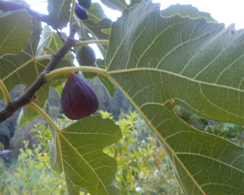 fruitwood_image_unavailable3