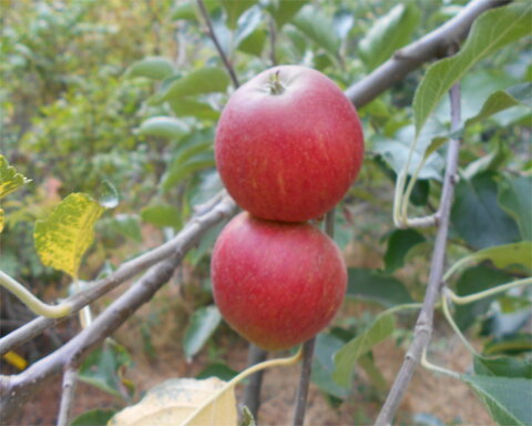 images/stories/virtuemart/product/QueenCox