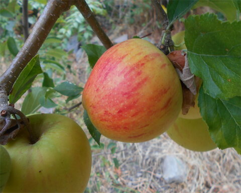 images/stories/virtuemart/product/Rubinette