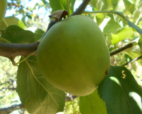 images/stories/virtuemart/product/StarkDelicious