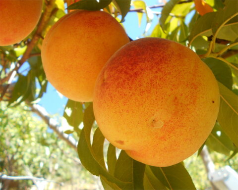 images/stories/virtuemart/product/Summerset