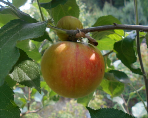 images/stories/virtuemart/product/Suntan