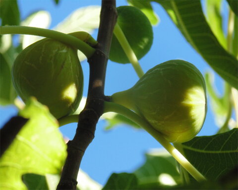 images/stories/virtuemart/product/Tena