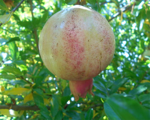 images/stories/virtuemart/product/UtahSweet