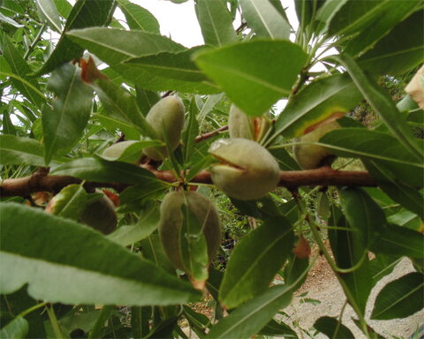 images/stories/virtuemart/product/allinonealmond