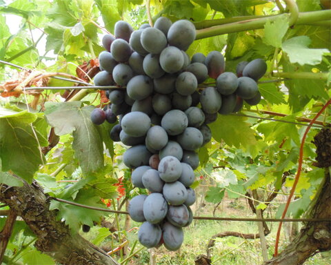 images/stories/virtuemart/product/amsden