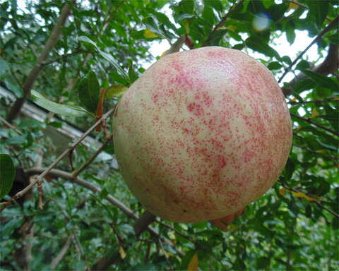 images/stories/virtuemart/product/azadi