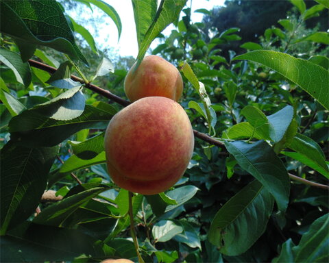 images/stories/virtuemart/product/babcock