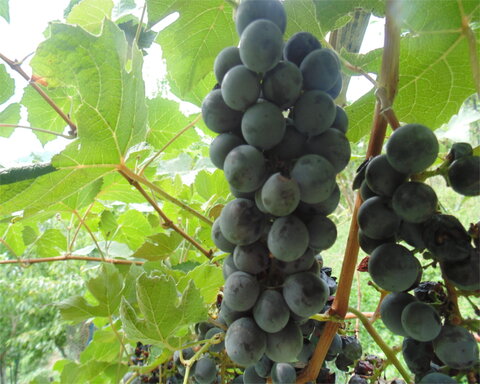 images/stories/virtuemart/product/bath