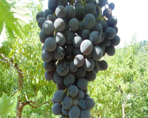 images/stories/virtuemart/product/beauty3