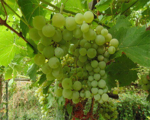 images/stories/virtuemart/product/bharatearly