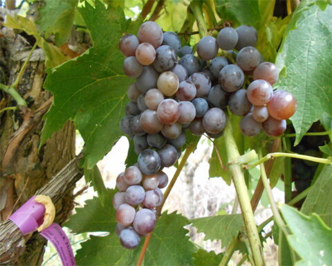 images/stories/virtuemart/product/blackmuscat