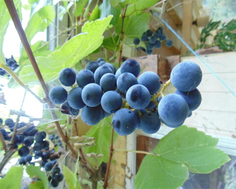 images/stories/virtuemart/product/buffalo