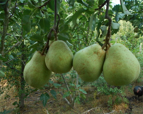 images/stories/virtuemart/product/comice