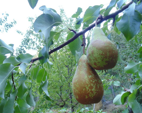 images/stories/virtuemart/product/conference