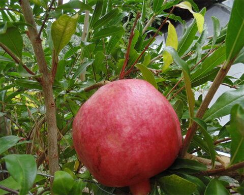 images/stories/virtuemart/product/cranberry