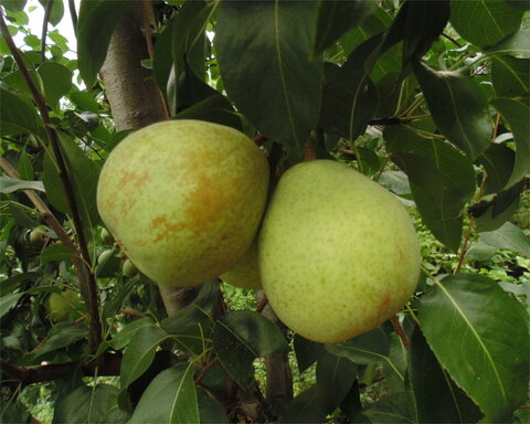 images/stories/virtuemart/product/danahovey