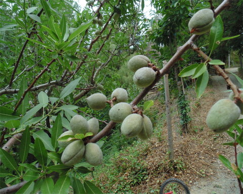 images/stories/virtuemart/product/degnalmond