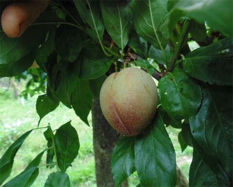 images/stories/virtuemart/product/elephantheart